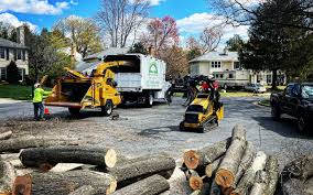 Best Commercial Tree Services  in Lake Los Angeles, CA