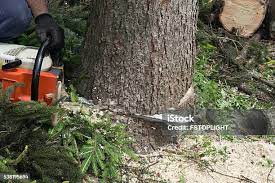 Best Tree Disease Treatment  in Lake Los Angeles, CA