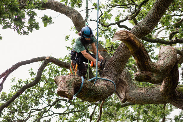 Best Tree and Shrub Care  in Lake Los Angeles, CA
