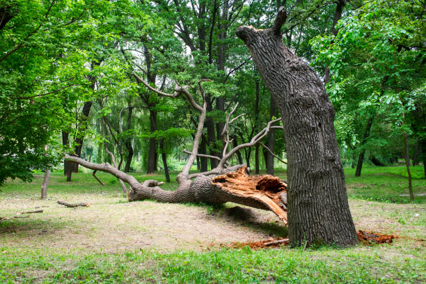 Best Tree Risk Assessment  in Lake Los Angeles, CA