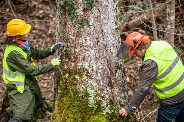 Best Hazardous Tree Removal  in Lake Los Angeles, CA