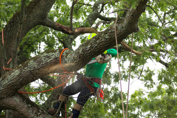 Trusted Lake Los Angeles, CA Tree Care Experts