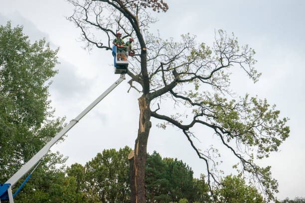 Best Aeration Services  in Lake Los Angeles, CA