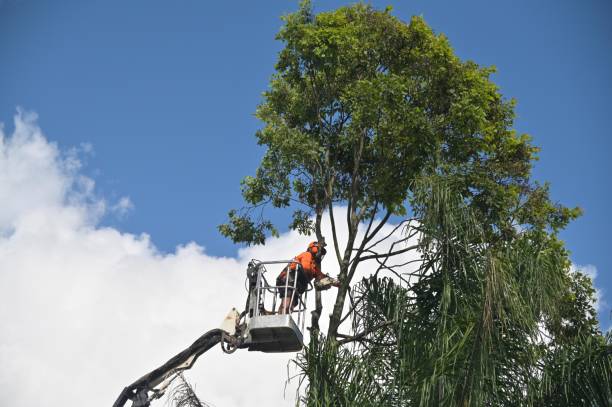 Best Tree Health Inspection  in Lake Los Angeles, CA