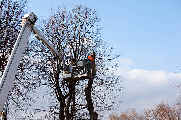 How Our Tree Care Process Works  in  Lake Los Angeles, CA