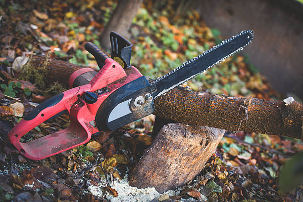 Best Tree Trimming and Pruning  in Lake Los Angeles, CA